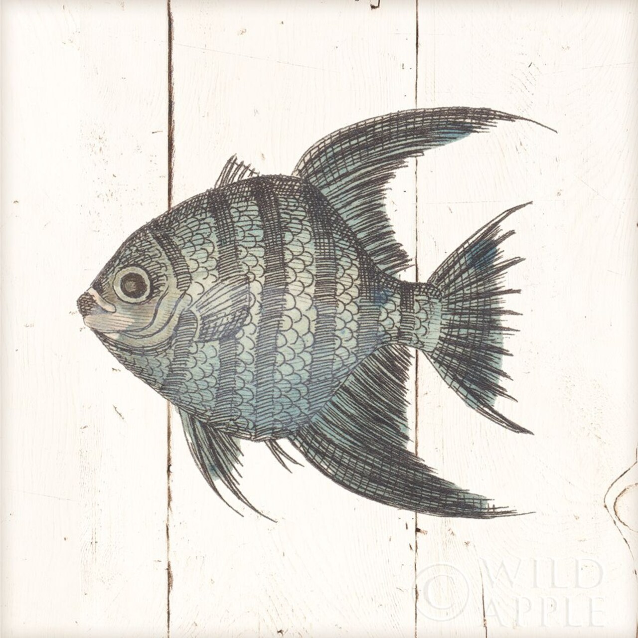 Fish Sketches Ii Shiplap Poster Print by Wild Apple Portfolio - Item # VARPDX36262